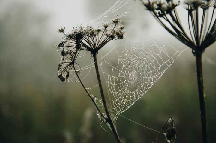 shallow focus photography of a spiderweb with raindrops